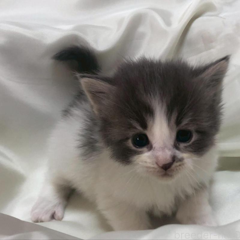 販売中の三重県のメインクーン-136991