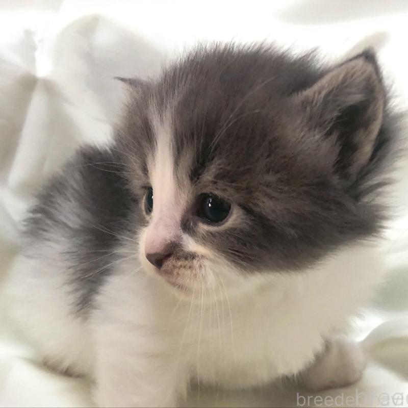 販売中の三重県のメインクーン-136991の4枚目