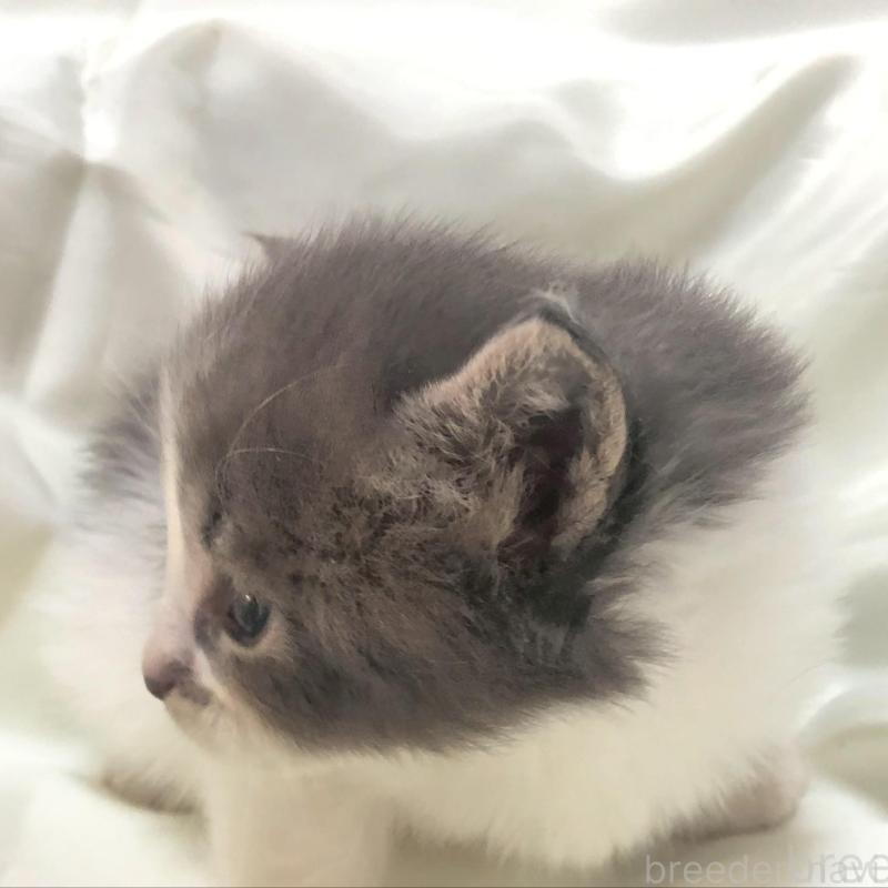 販売中の三重県のメインクーン-136991の3枚目