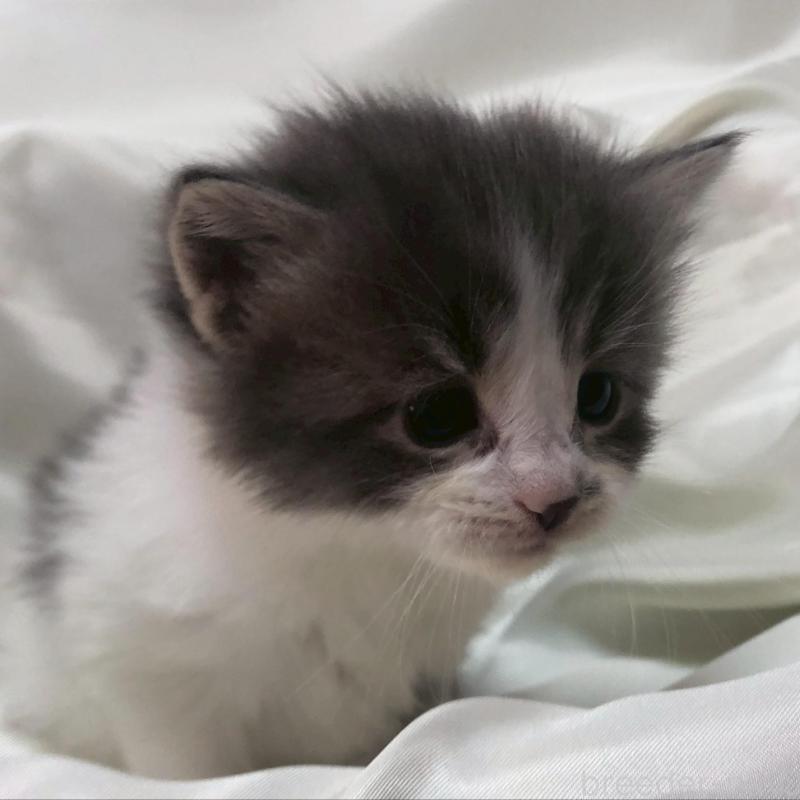 販売中の三重県のメインクーン-136991の2枚目