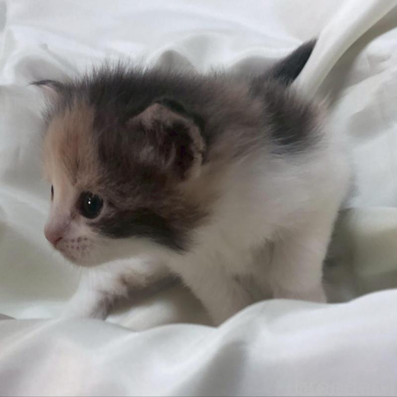 販売中の三重県のメインクーン-136992の13枚目