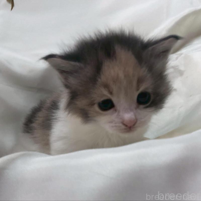 販売中の三重県のメインクーン-136992の12枚目