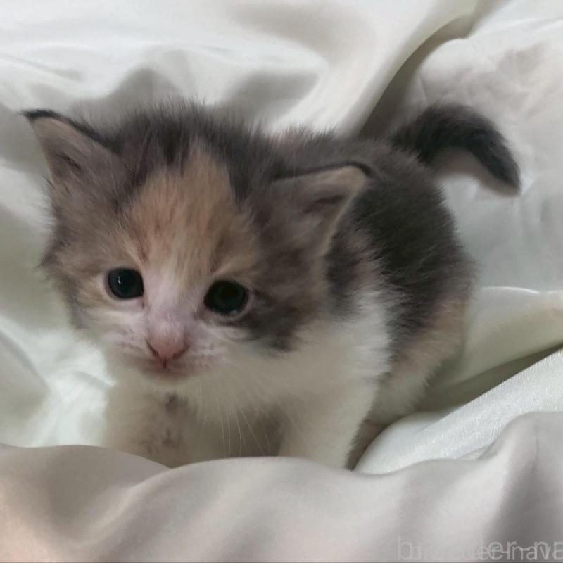 販売中の三重県のメインクーン-136992の1枚目