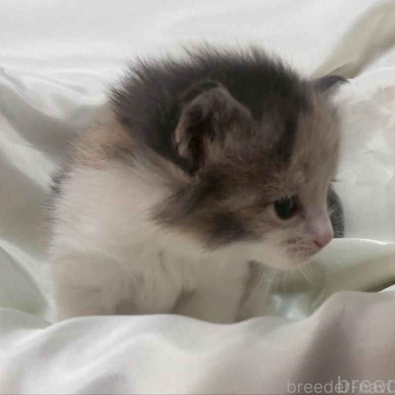 販売中の三重県のメインクーン-136992の11枚目