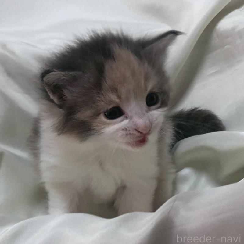 販売中の三重県のメインクーン-136992の10枚目