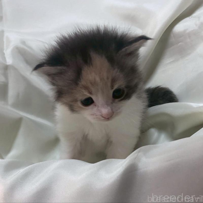 販売中の三重県のメインクーン-136992の9枚目