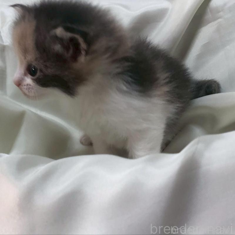 販売中の三重県のメインクーン-136992の8枚目