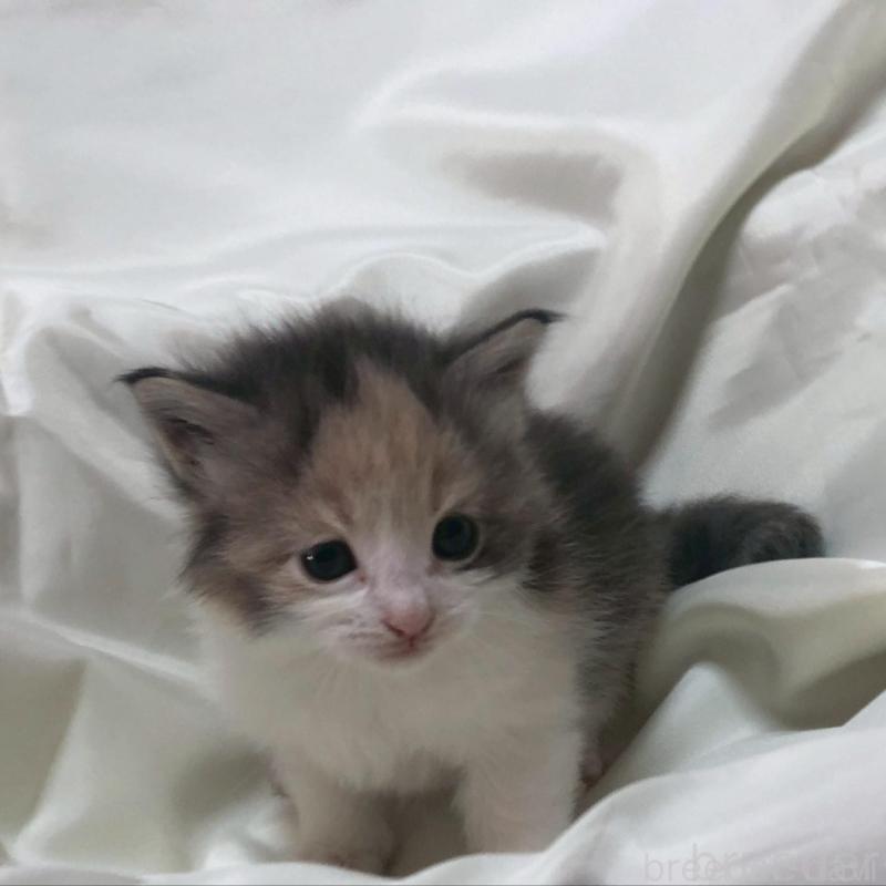 販売中の三重県のメインクーン-136992の5枚目