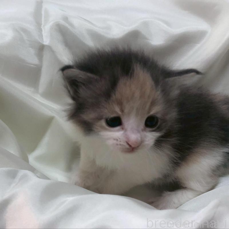 販売中の三重県のメインクーン-136992の3枚目