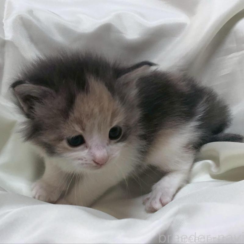 販売中の三重県のメインクーン-136992の2枚目