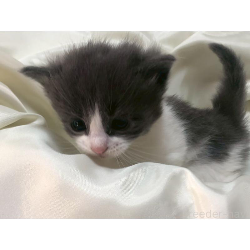 販売中の三重県のメインクーン-136993の12枚目