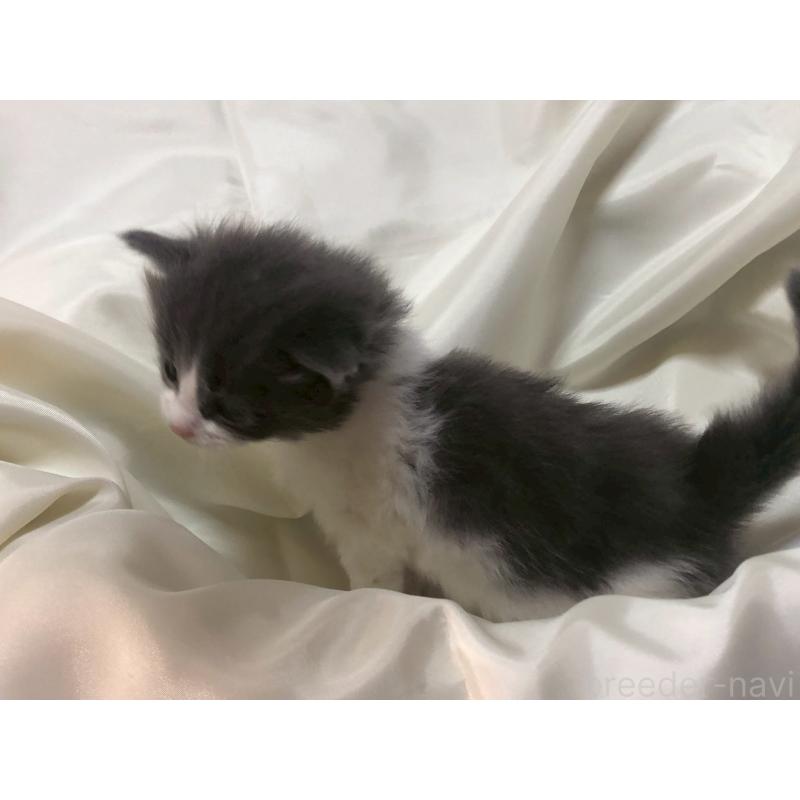 販売中の三重県のメインクーン-136993の11枚目