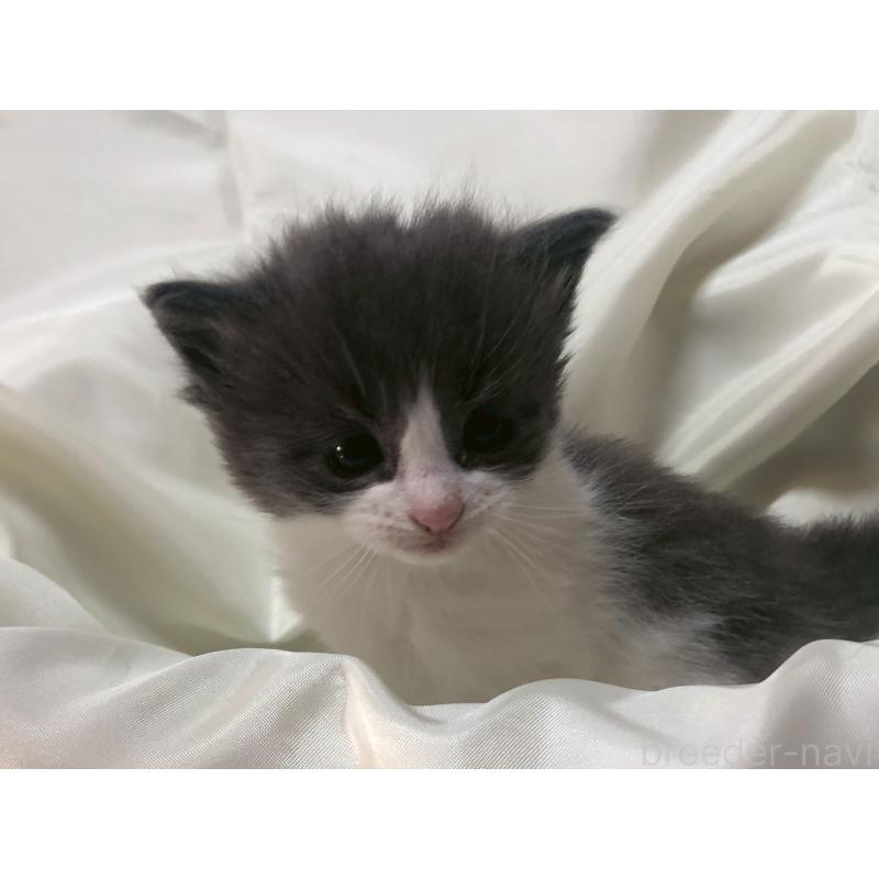 販売中の三重県のメインクーン-136993の10枚目