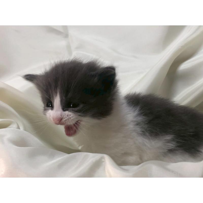 販売中の三重県のメインクーン-136993の9枚目