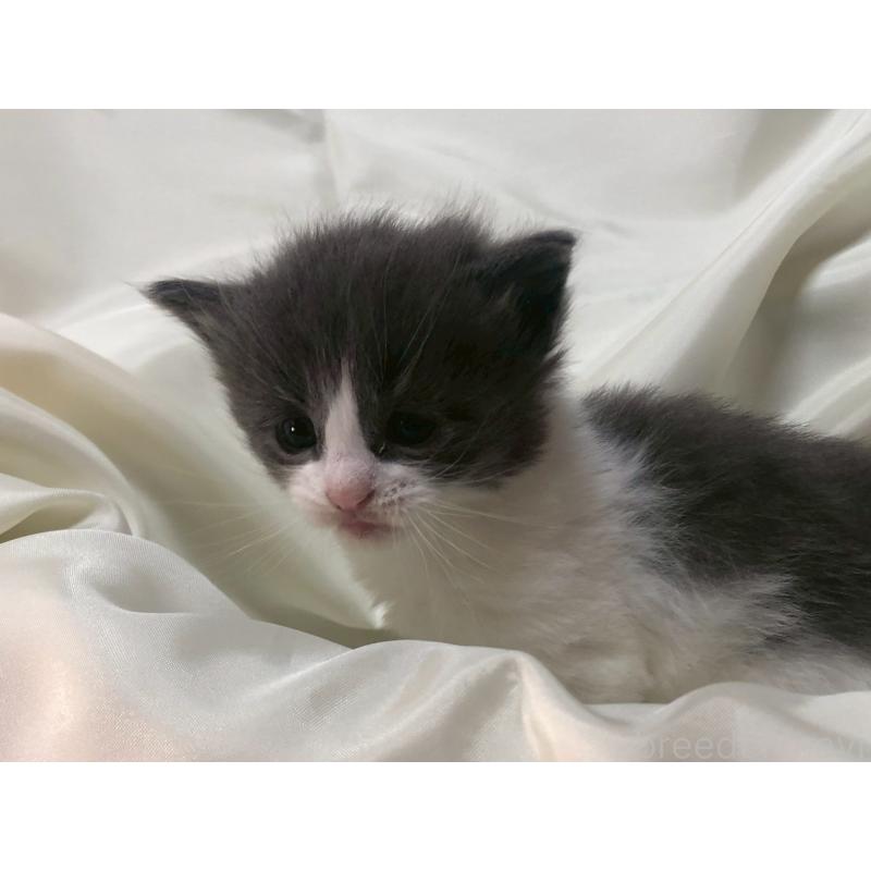 販売中の三重県のメインクーン-136993の8枚目