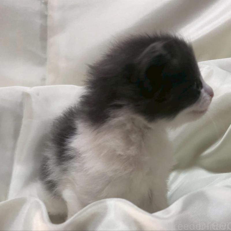 販売中の三重県のメインクーン-136993の7枚目