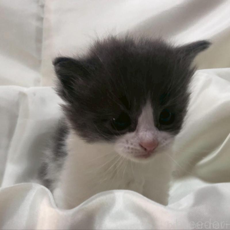 販売中の三重県のメインクーン-136993