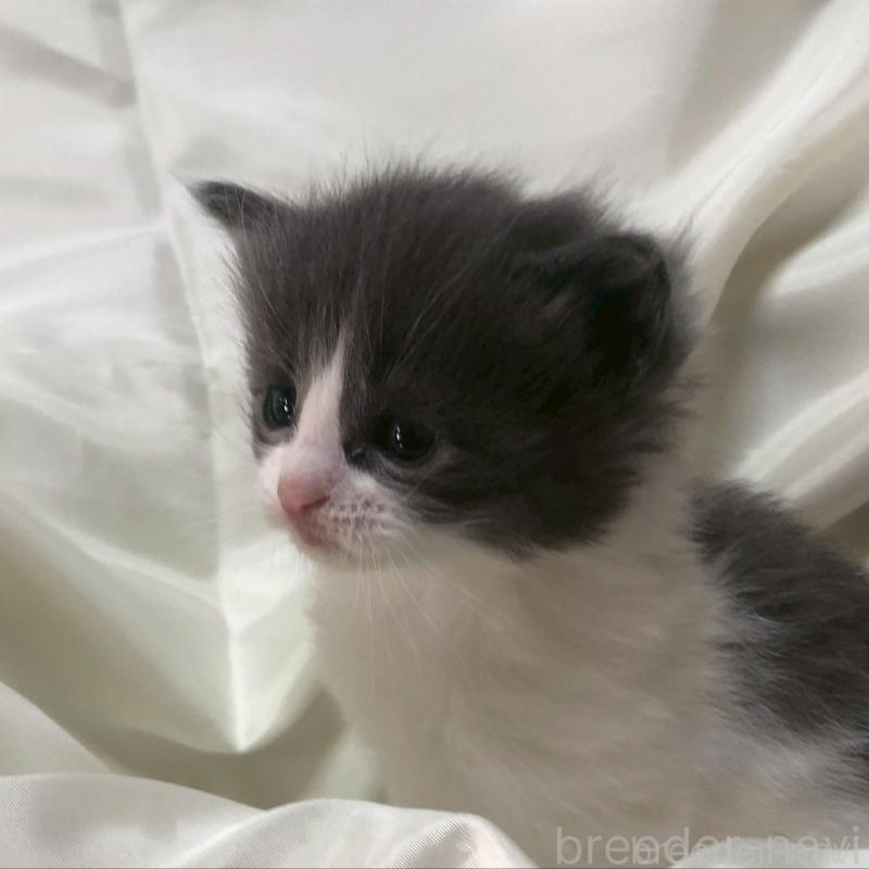 販売中の三重県のメインクーン-136993の6枚目