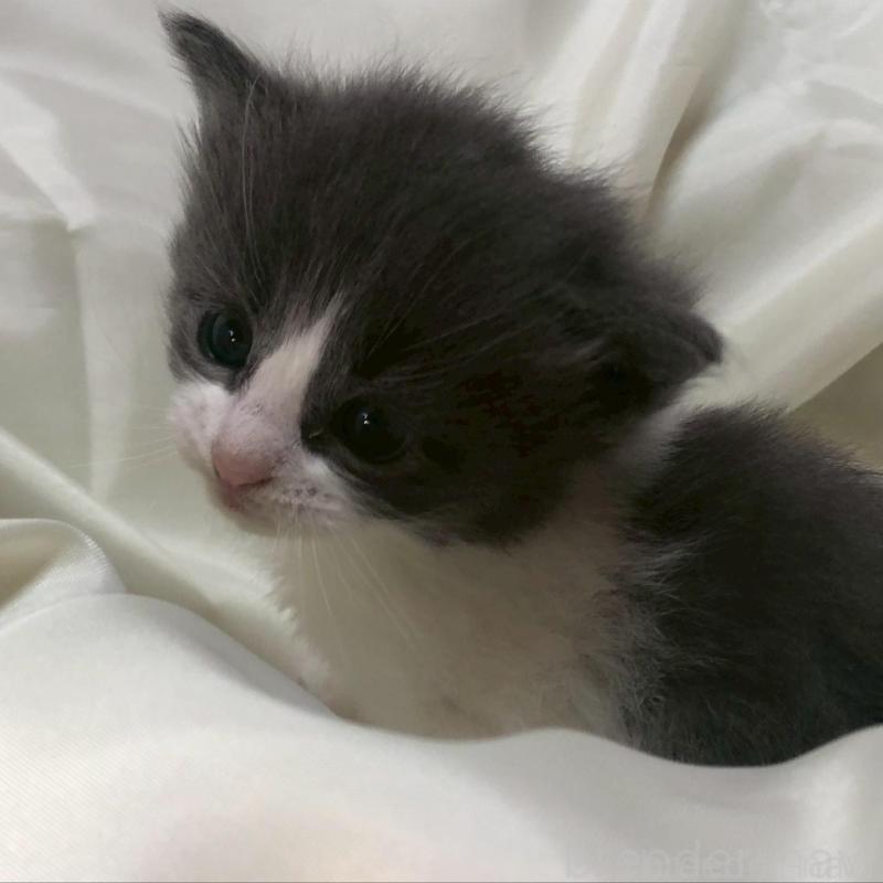 販売中の三重県のメインクーン-136993の5枚目