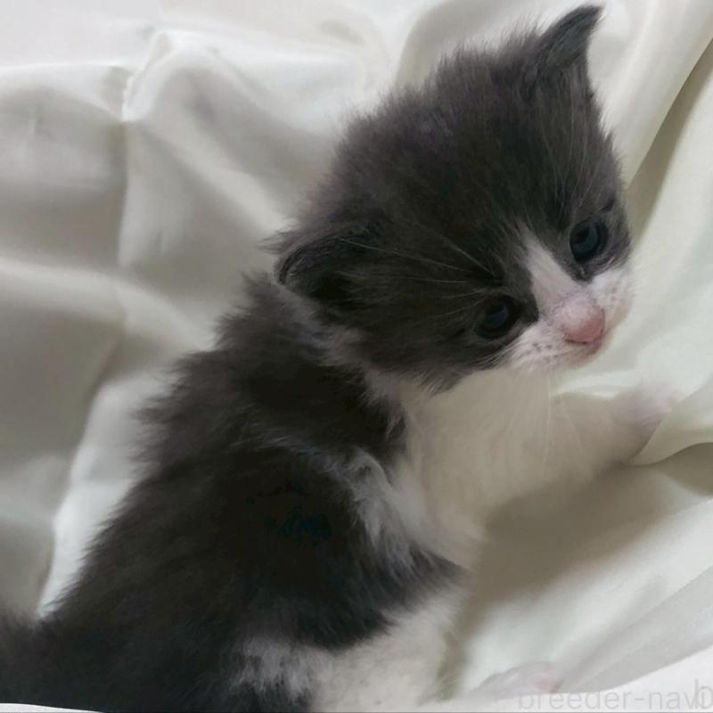 販売中の三重県のメインクーン-136993の3枚目