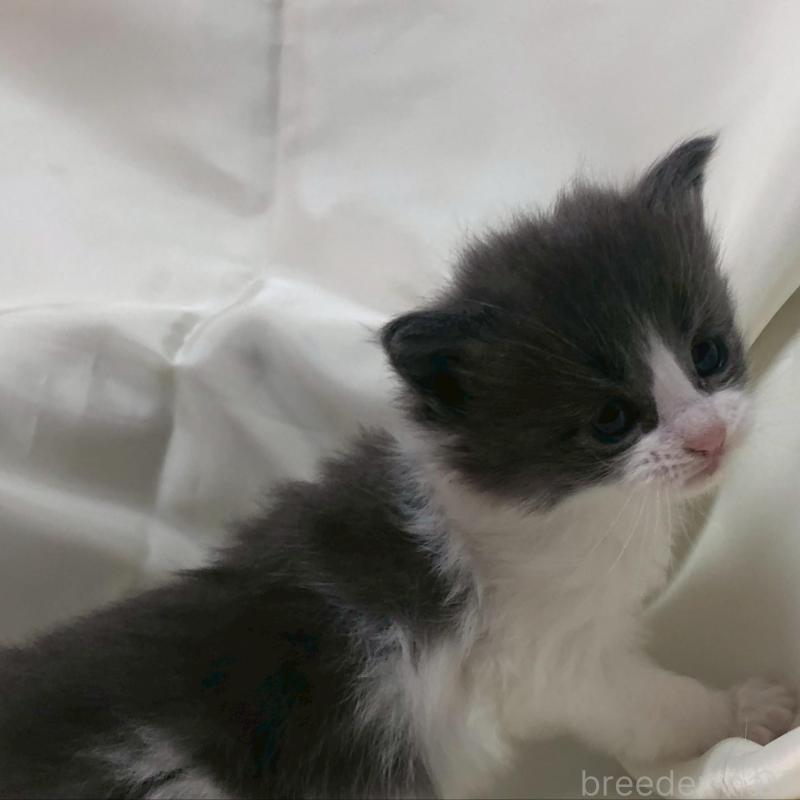 販売中の三重県のメインクーン-136993の2枚目