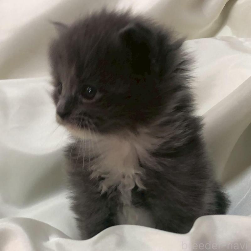 販売中の三重県のメインクーン-136994の12枚目