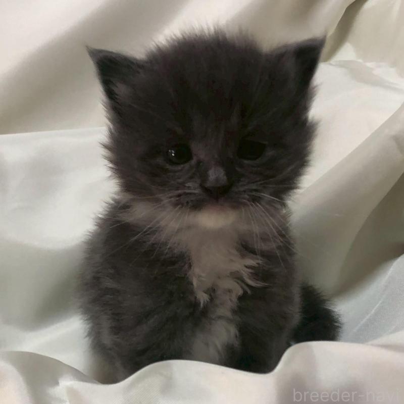 販売中の三重県のメインクーン-136994