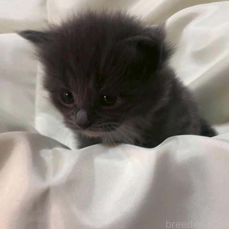 販売中の三重県のメインクーン-136994の11枚目