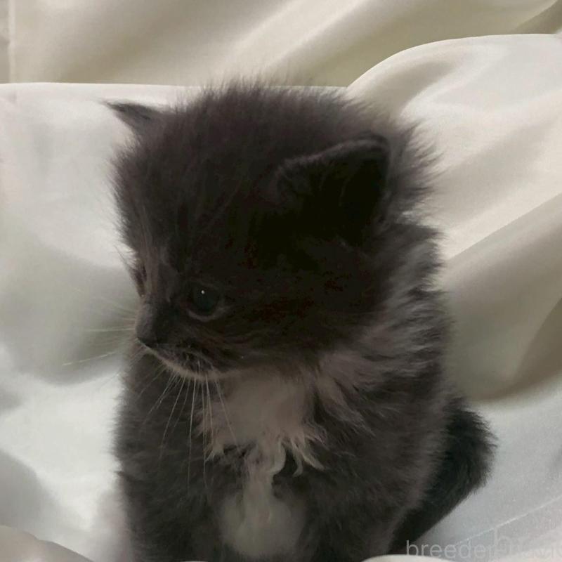 販売中の三重県のメインクーン-136994の10枚目