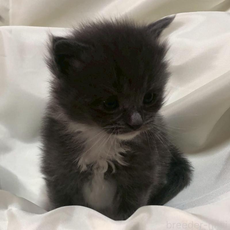 販売中の三重県のメインクーン-136994の9枚目