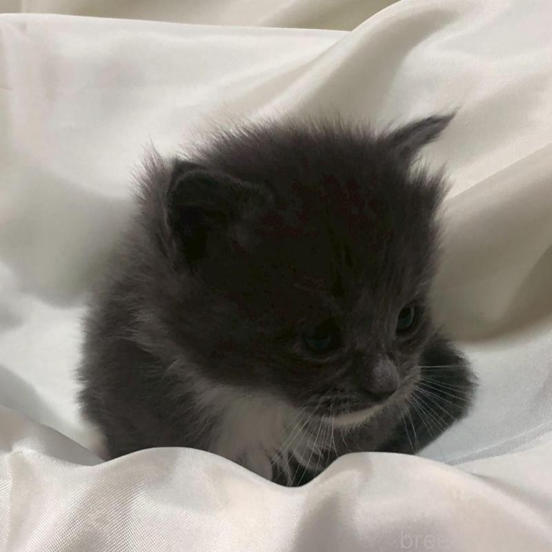 販売中の三重県のメインクーン-136994の8枚目