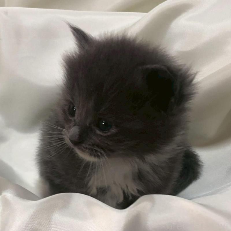 販売中の三重県のメインクーン-136994の7枚目