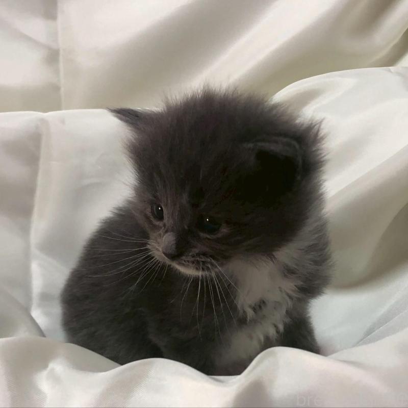 販売中の三重県のメインクーン-136994の6枚目