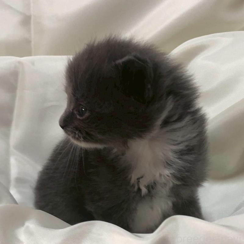 販売中の三重県のメインクーン-136994の5枚目