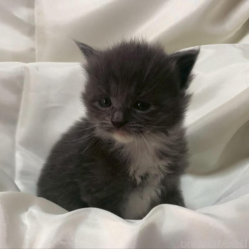 販売中の三重県のメインクーン-136994の4枚目