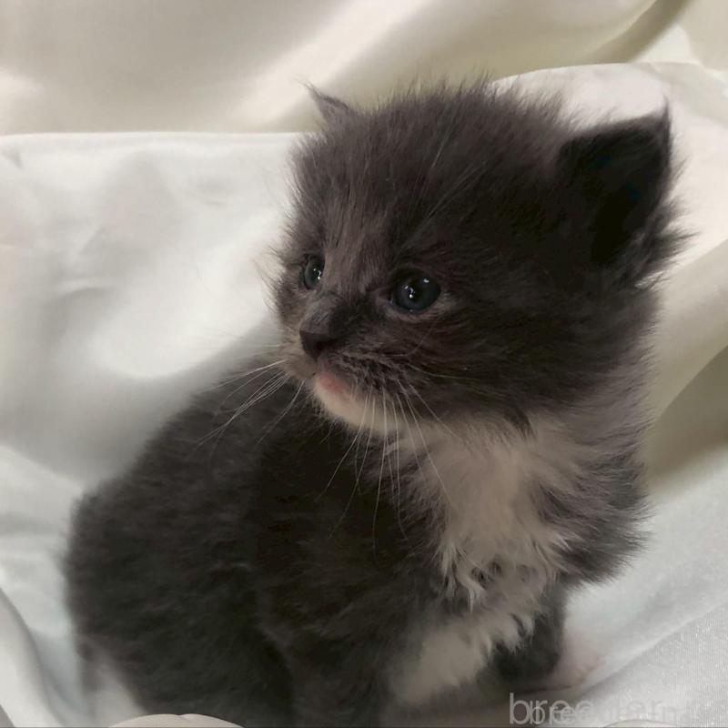 販売中の三重県のメインクーン-136994の2枚目