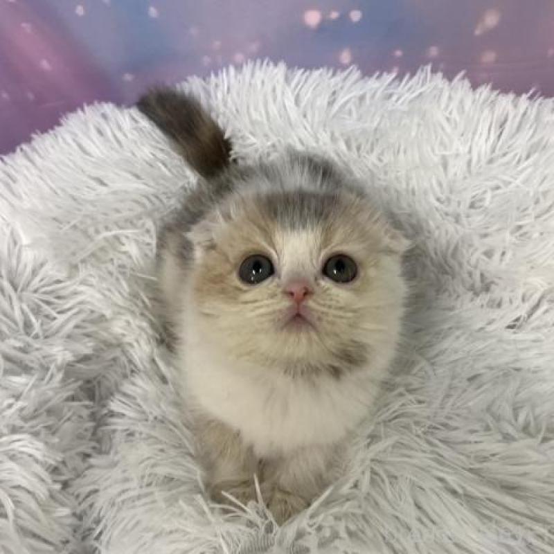 販売中の大阪府のスコティッシュフォールド(折れ耳)-136995の6枚目