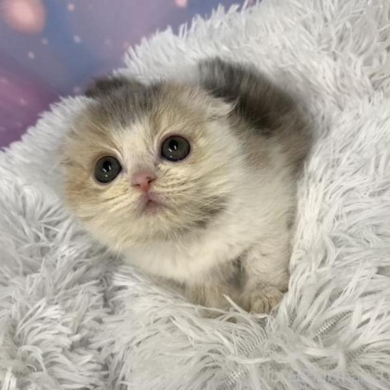 販売中の大阪府のスコティッシュフォールド(折れ耳)-136995の5枚目