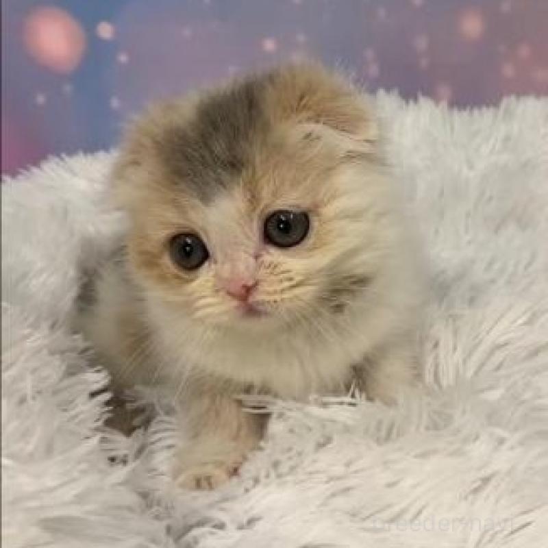 販売中の大阪府のスコティッシュフォールド(折れ耳)-136995の3枚目