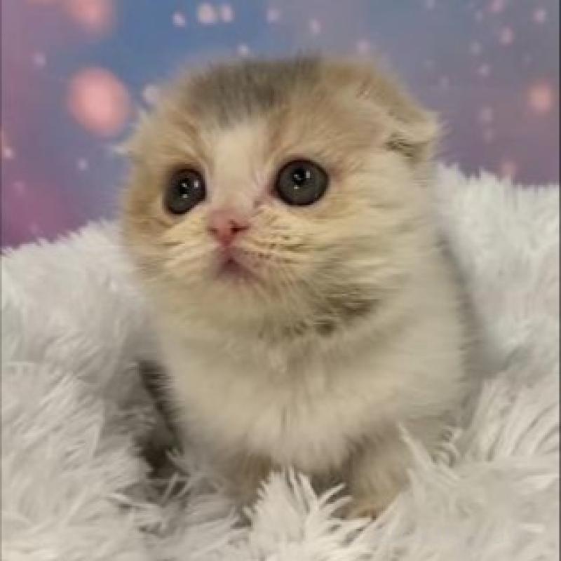 販売中の大阪府のスコティッシュフォールド(折れ耳)-136995の2枚目