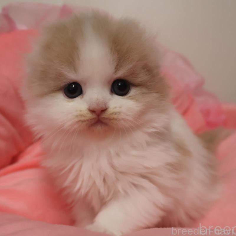 販売中の東京都のスコティッシュフォールド(折れ耳)-136996