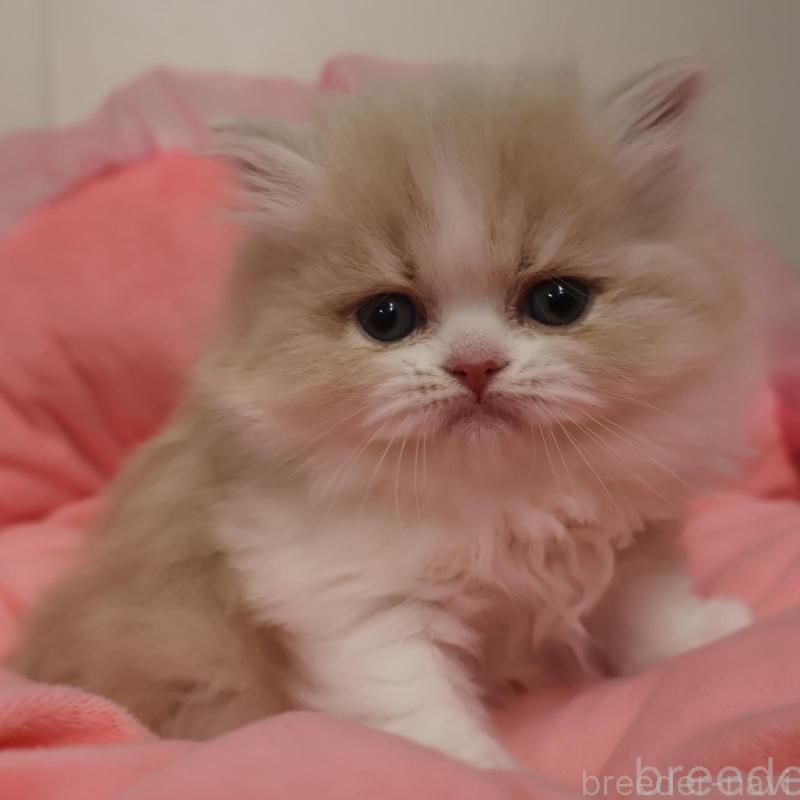 販売中の東京都のスコティッシュフォールド-136997