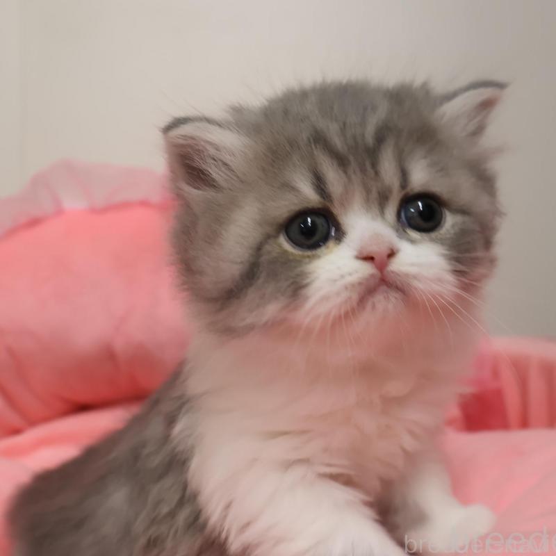 販売中の東京都のスコティッシュフォールド-136998の1枚目