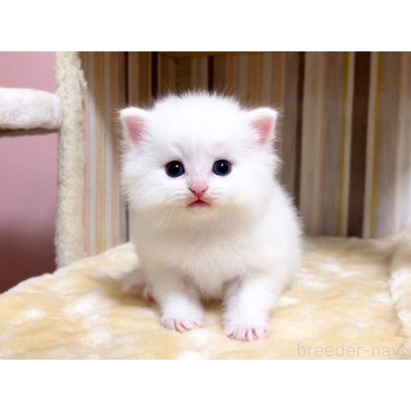 成約済の千葉県のマンチカン-136961の2枚目