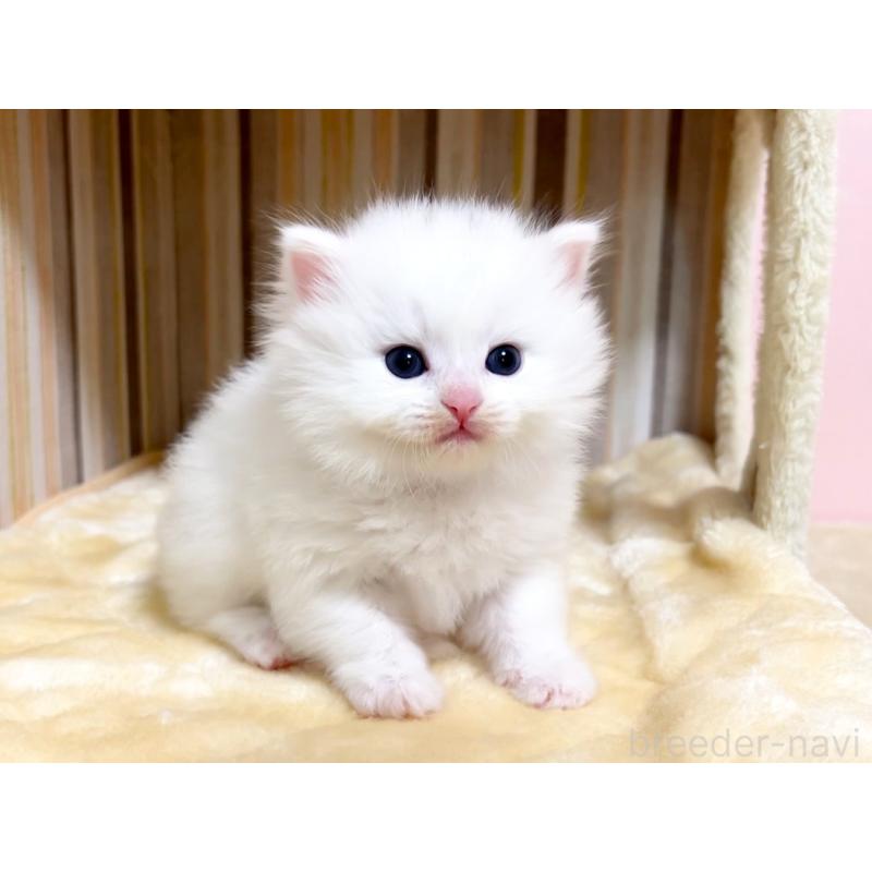 成約済の千葉県のマンチカン-136960の2枚目