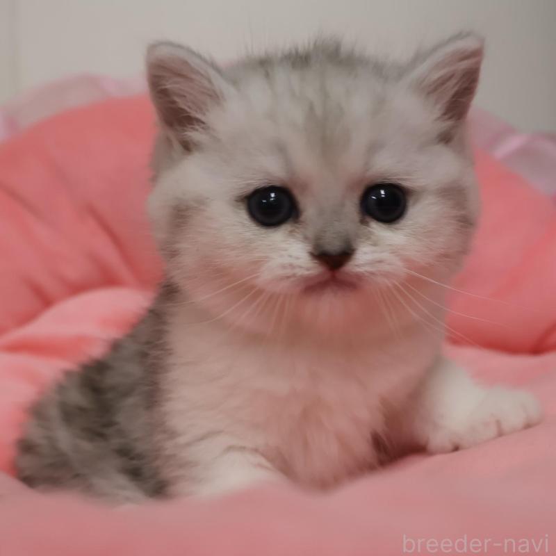 成約済の東京都のミヌエット-136999の1枚目