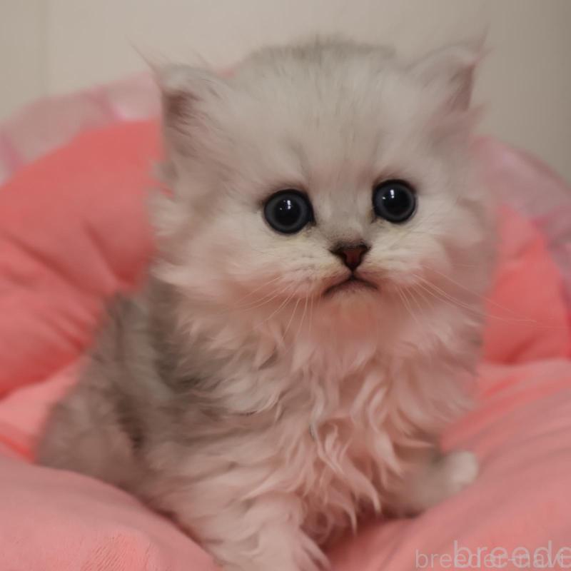 成約済の東京都のミヌエット-137000の1枚目