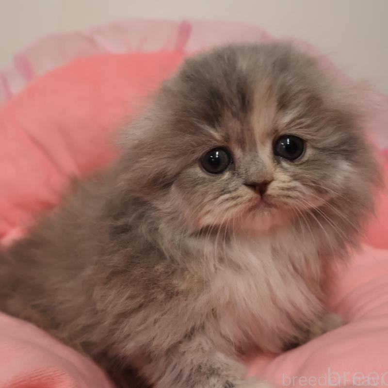 成約済の東京都のスコティッシュフォールド(折れ耳)-137001の1枚目