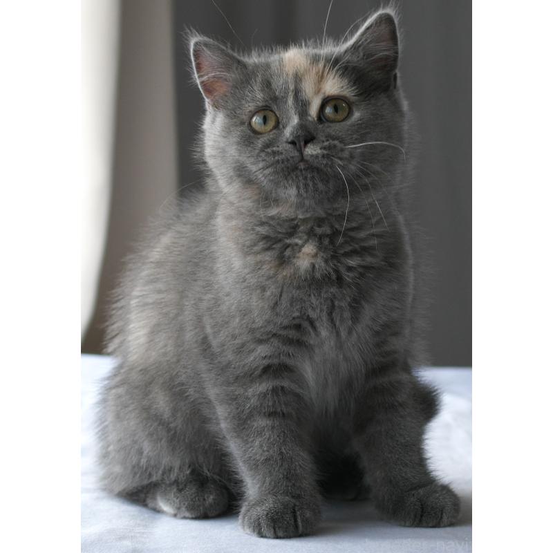 パピーちゃん1枚目