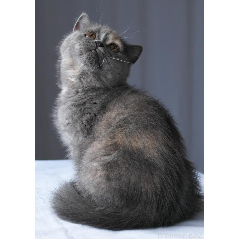 パピーちゃん1枚目